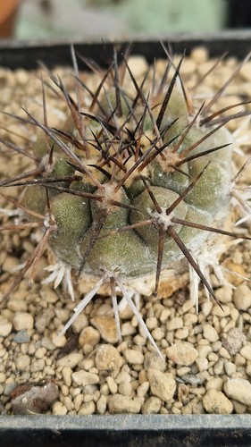 Copiapoa cinerea jamais - copiapoa,