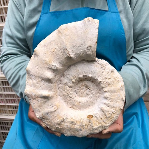 62lb rare natural tentacle - 4.62lb,