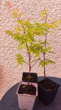 Erable japon acer - erable, du