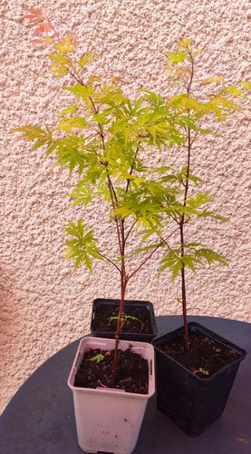 Erable japon acer - du,