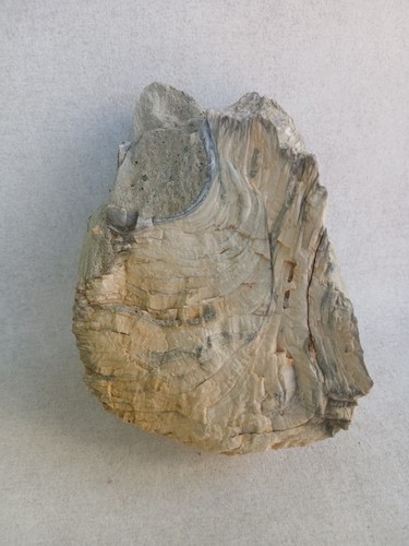 Ostrea crassissima huitre - ostrea, crassissima,