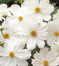 Lot De 25 Graines Cosmos Purity Blanc Semences Graines Seed