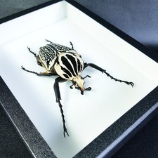 Goliathus goliathus meleagris