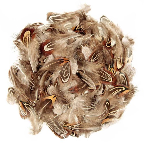 Plumes coquille faisan - coquille,
