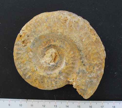 Ammonite fossile hildoceras - ammonite,