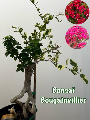 Bonsaï bougainvillier - 🌸,