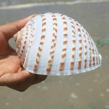 8-12cm Naturel Conque Aquarium