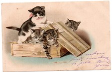 cpa chats jouant dans une caisse en bois