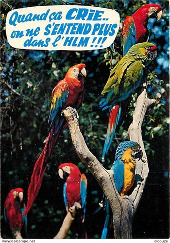 Carte postale animaux - carte,