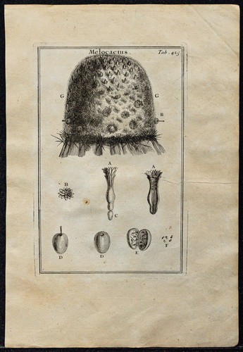 1719 cactus melon - 1719, cactus-melon