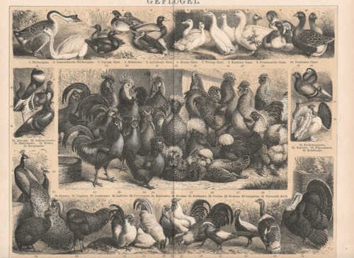 Volaille poules canards - poules,