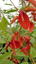 Erythrina crista-galli /