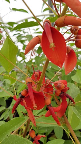 Erythrina crista galli - erythrina, crista-galli