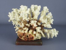 Corail Blanc Brousse Sculpture