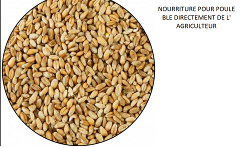 Nourriture pour poule - pour,
