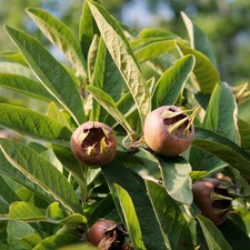Mespilus germanica - Néflier