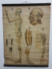 Affiche - Tableau anatomique - Affiche éducative - Affiche scolaire