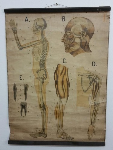 Affiche tableau anatomique - -,