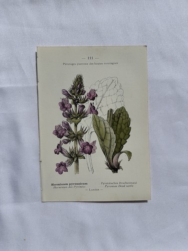 Planche botanique france - planche,