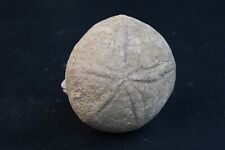 Oursin  fossile Echinolampas Burdigalensis Lutetien Gironde France 62g