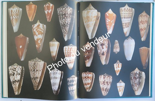 Coquillages angeletti al - coquillages:,