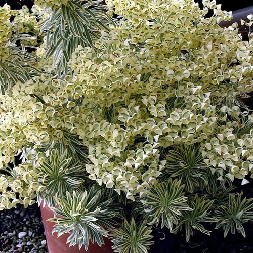 Euphorbia tasmanian tiger - euphorbia, 'tasmanian
