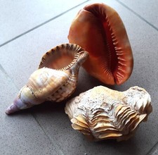 Lot casque, corne d'abondance et bénitier