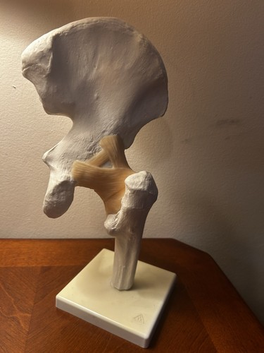Functional hip joint model - functional,