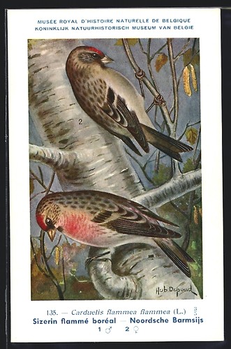 Carte postale artiste - d'artiste, hubert