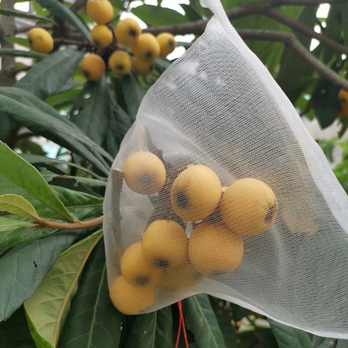 Sacs filet protection fruits - sacs,