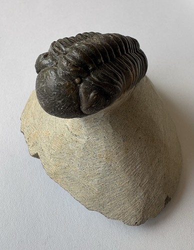 Phacops trilobite fossils - phacops,