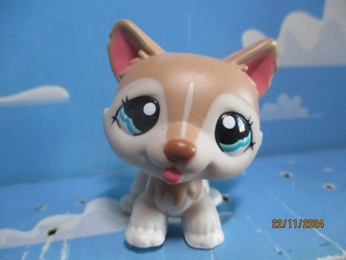 Petshop chien husky 1012 - petshop, n°1012