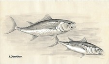 Joseph OBERTHUR Thons rouge & blanc DESSIN ORIGINAL PEINTRE ANIMALIER 1947