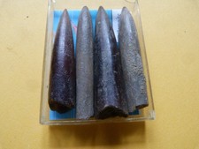 Lot de 4 Fossiles rostres