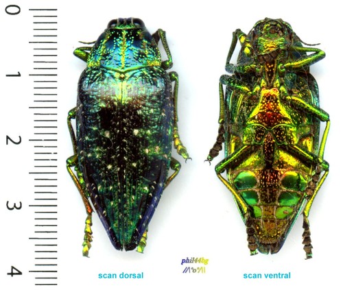 Buprestidae polybothris - -,
