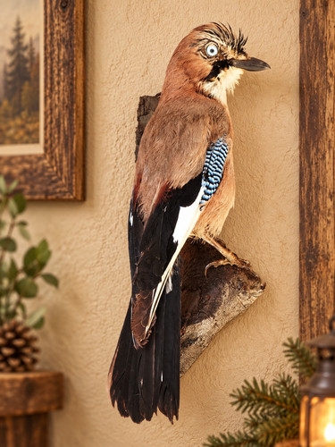Vintage eurasian jay taxidermy - vintage,