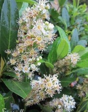 ♫ LAURIER CERISE PALME -Prunus laurocesarus ♫ Graines ♫ Arbuste Haie Champêtre ♫