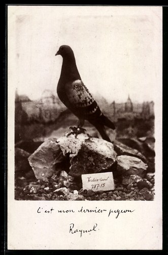 Carte postale pigeon - , voyageur