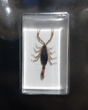 Scorpion doré real - scorpion,