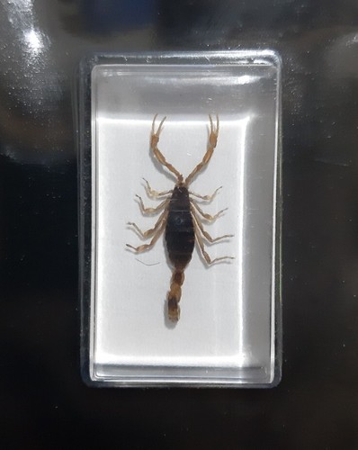Scorpion doré real - scorpion,