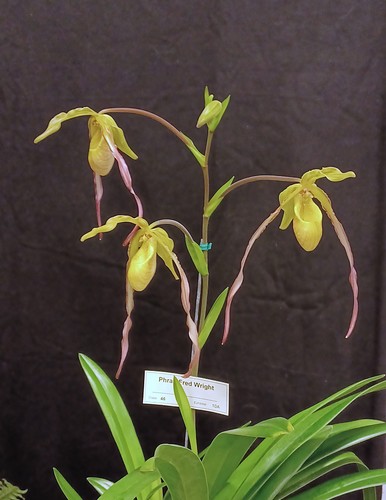 Phragmipedium fred wright - phragmipedium, 4.5"