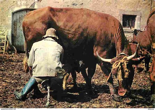 Carte postale animaux - carte,