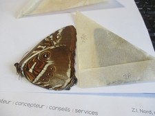 Entomologie Morphinae Morpho