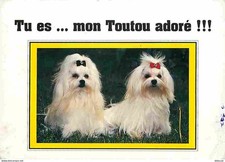 Animaux - Chiens - Bichon