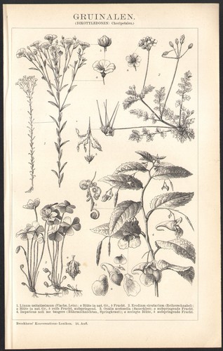 1897 gravure originale - 1897,