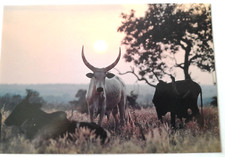 Carte postale - Tchad - Pala -