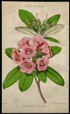 1855 - Rhododendron rose - Chromolithographie - Botanique en couleur - Gravure
