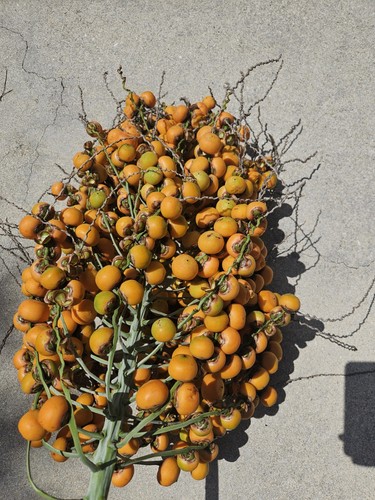 Pindo palm seeds - fresh, for