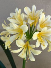 Clivia 'Solomone Yellow' -