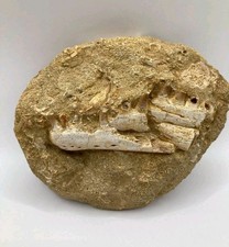 Fossile de mâchoire de